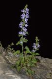 Campanula pyramidalis. Цветущее растение на каменной стене. Черногория, Которский муниципалитет, окр. г. Котор. 16.07.2014.