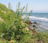 Rumex patientia ssp. orientalis