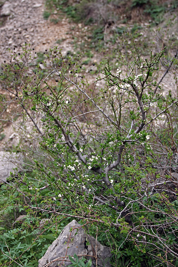 Изображение особи Malus sieversii.