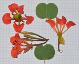 Bauhinia galpinii