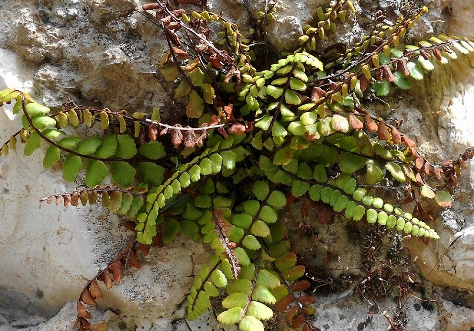 Изображение особи Asplenium trichomanes.