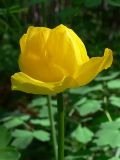 Trollius europaeus. Цветок. Свердловская обл., Североуральский городской округ, окр. пос. Сосьва, смешанный лес, обочина дороги, ведущая к бывшей дер. Воскресенка. 13.06.2015.