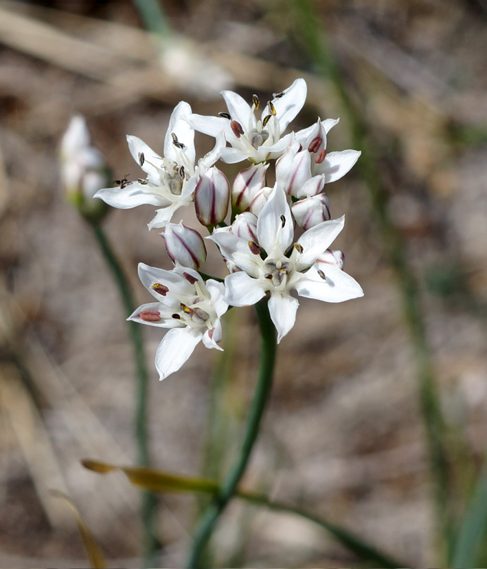 Изображение особи Allium ramosum.