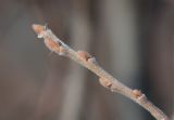 Salix borealis. Годовалый побег с покоящимися почками. Мурманская обл., окр. пос. Росляково, влажный ивняк вдоль грунтовой дороги. 16.04.2016.