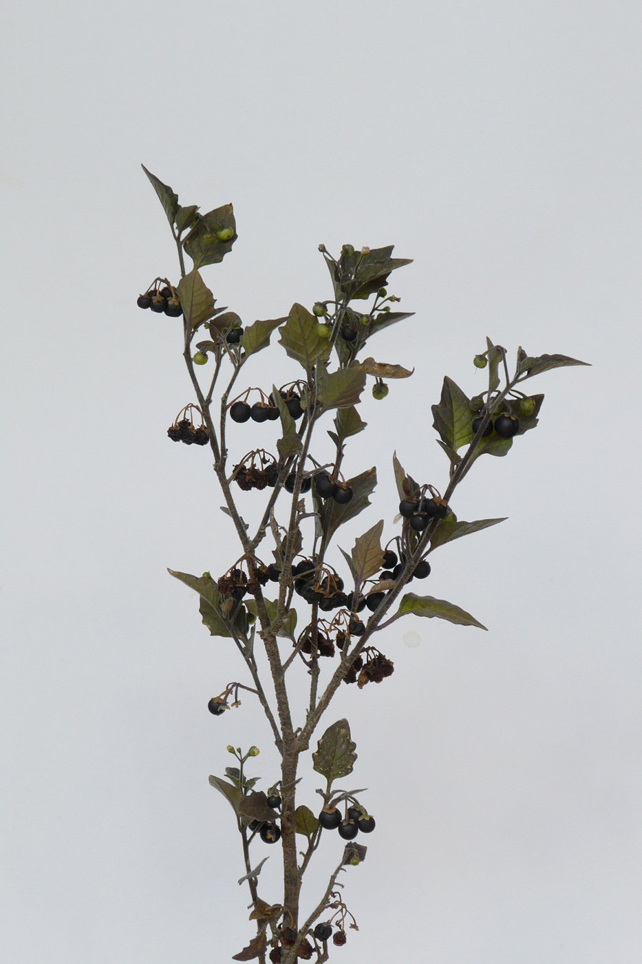 Изображение особи Solanum nigrum.