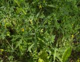 Hieracium umbellatum