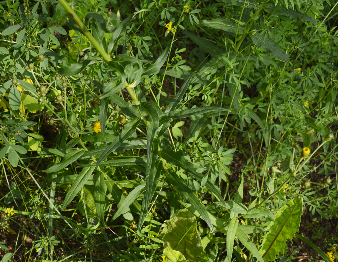 Изображение особи Hieracium umbellatum.