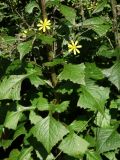 Lactuca raddeana