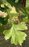 Quercus macrocarpa. Лист. Украина, г. Луганск, в культуре. 15.09.2016.