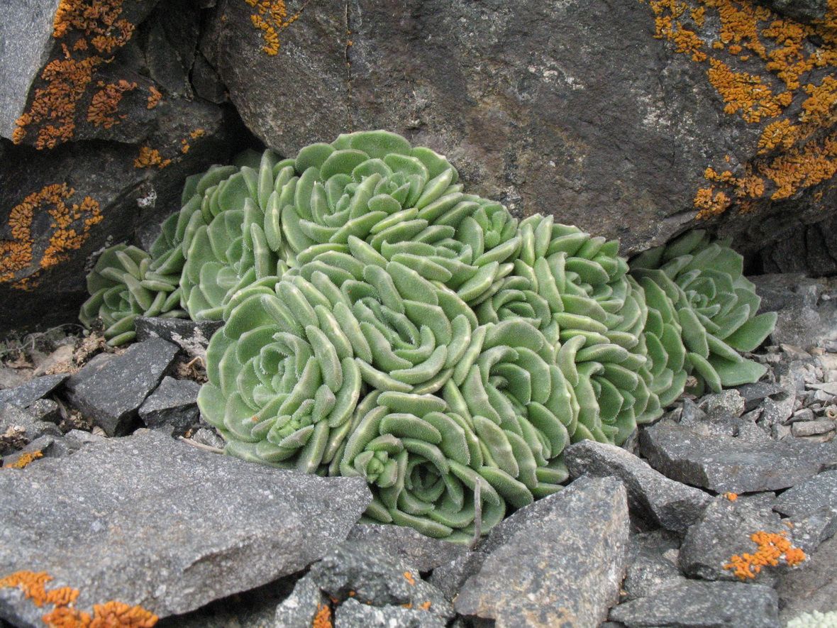 Изображение особи Rosularia platyphylla.