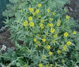 Erysimum cheiranthoides. Верхушки цветущих растений (рядом Capsella bursa-pastoris и листья Descurainia sophia). Иркутск, газон, сорное. 11.05.2016.