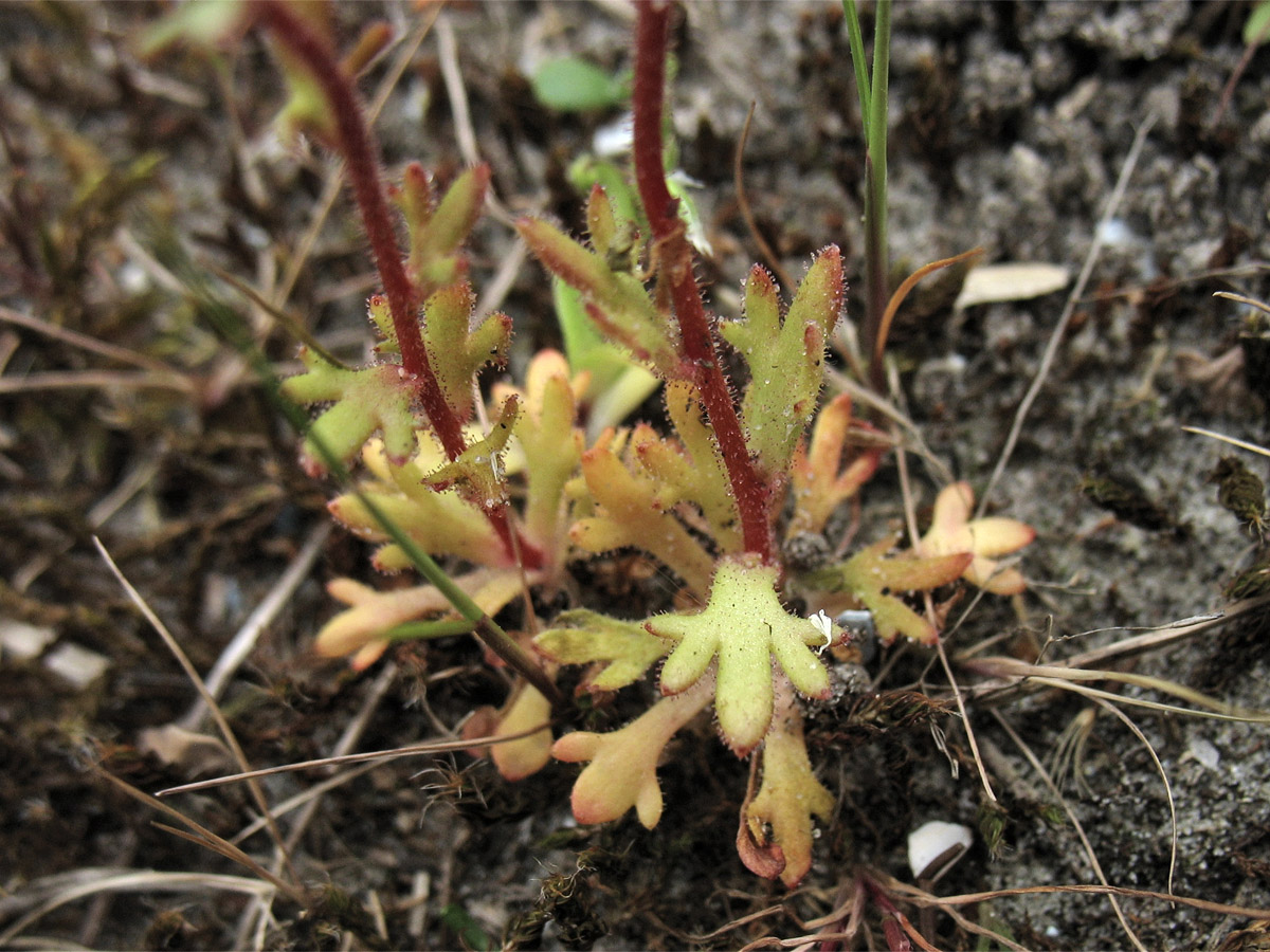 Изображение особи Saxifraga tridactylites.