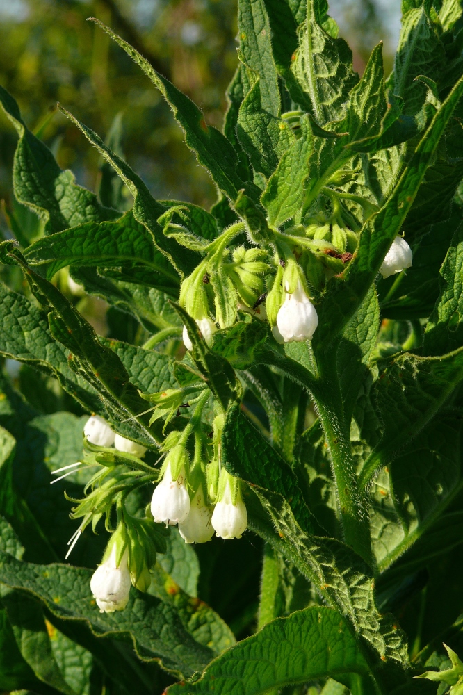 Изображение особи Symphytum officinale.