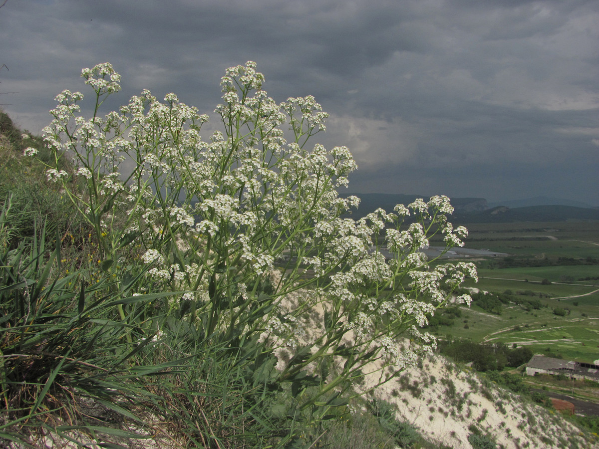 Изображение особи Crambe pinnatifida.