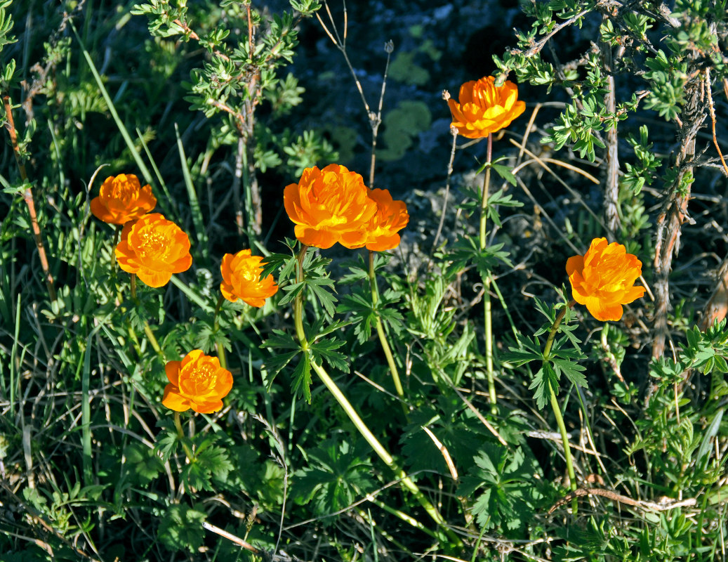 Изображение особи Trollius asiaticus.