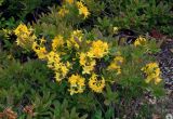 Rhododendron luteum