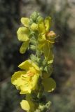Verbascum phlomoides. Верхушка соцветия. Южный Берег Крыма, пос. Виноградный. 21.09.2017.