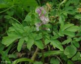 Corydalis marschalliana