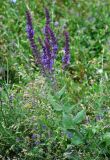 Salvia deserta