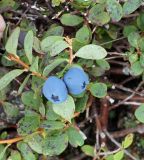 Vaccinium uliginosum