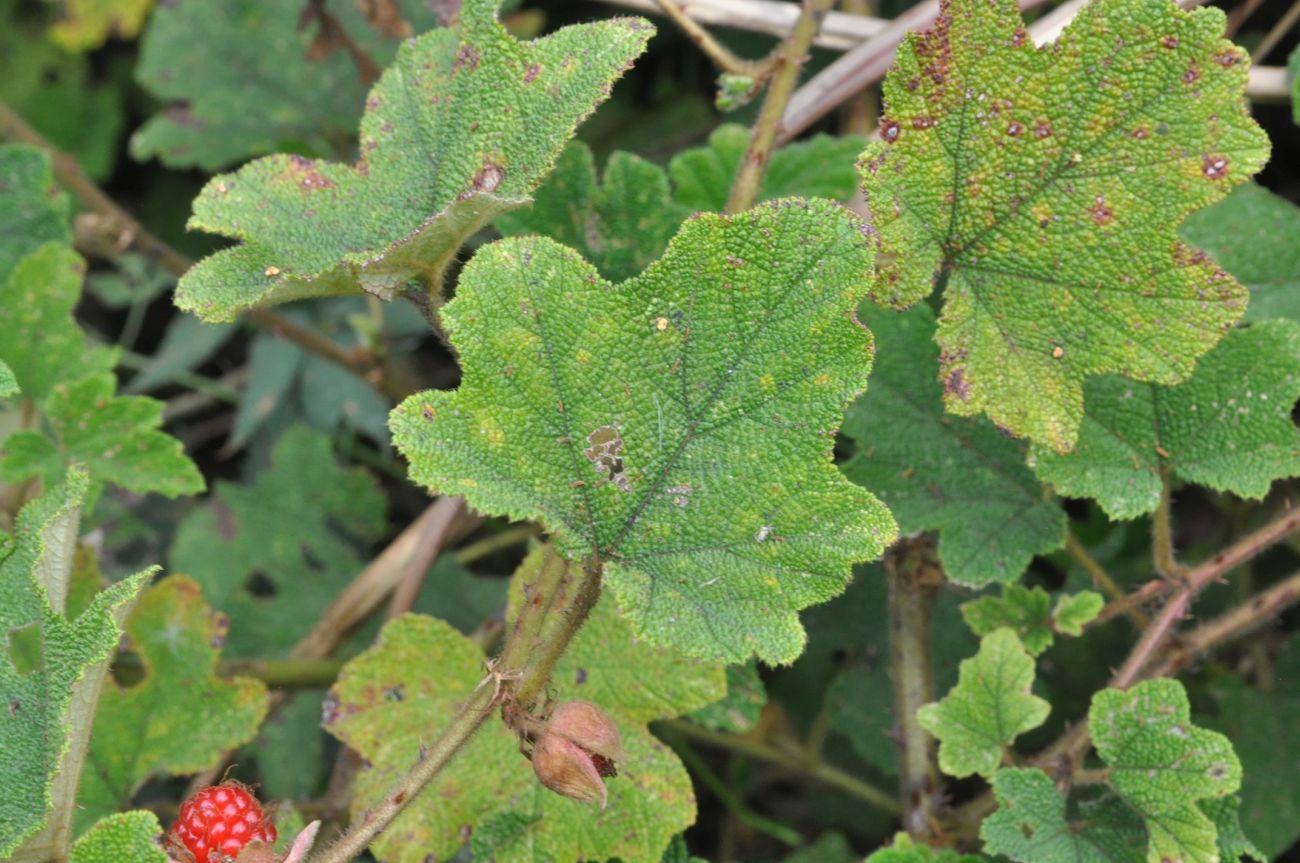 Изображение особи род Rubus.