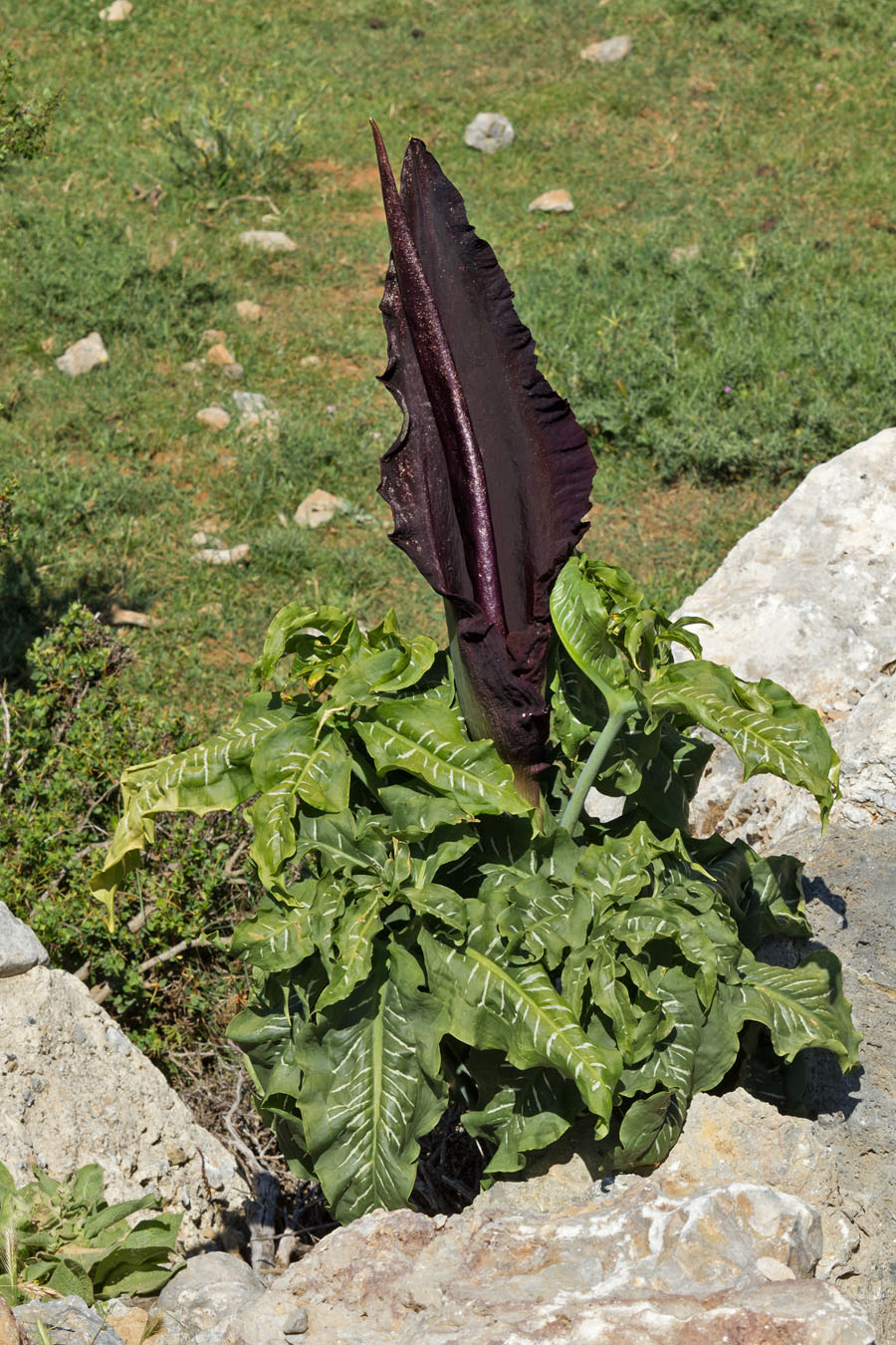 Изображение особи Dracunculus vulgaris.