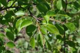 Pyrus caucasica. Ветвь. Республика Адыгея, окр. пос. Победа, окр. Монашеского Бугра, небольшие заросли деревьев. 30.04.2018.