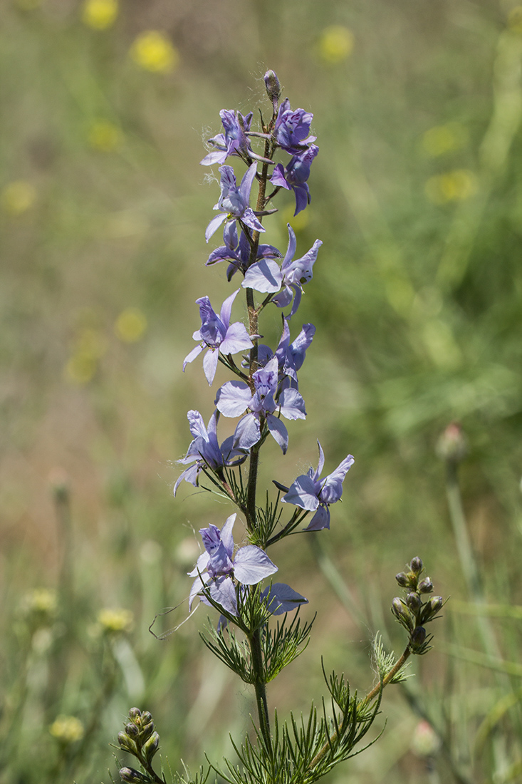 Изображение особи род Delphinium.