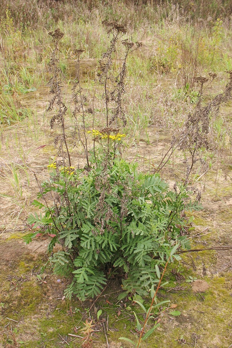 Изображение особи Tanacetum vulgare.