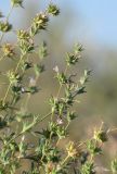 Nepeta saturejoides