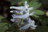 Corydalis solida