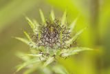 Carlina biebersteinii. Развивающееся соцветие-корзинка. Нижегородская обл., Кстовский р-н, окр. г. Кстово, луг. 12.07.2019.