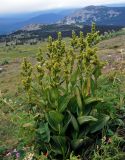 Veratrum lobelianum