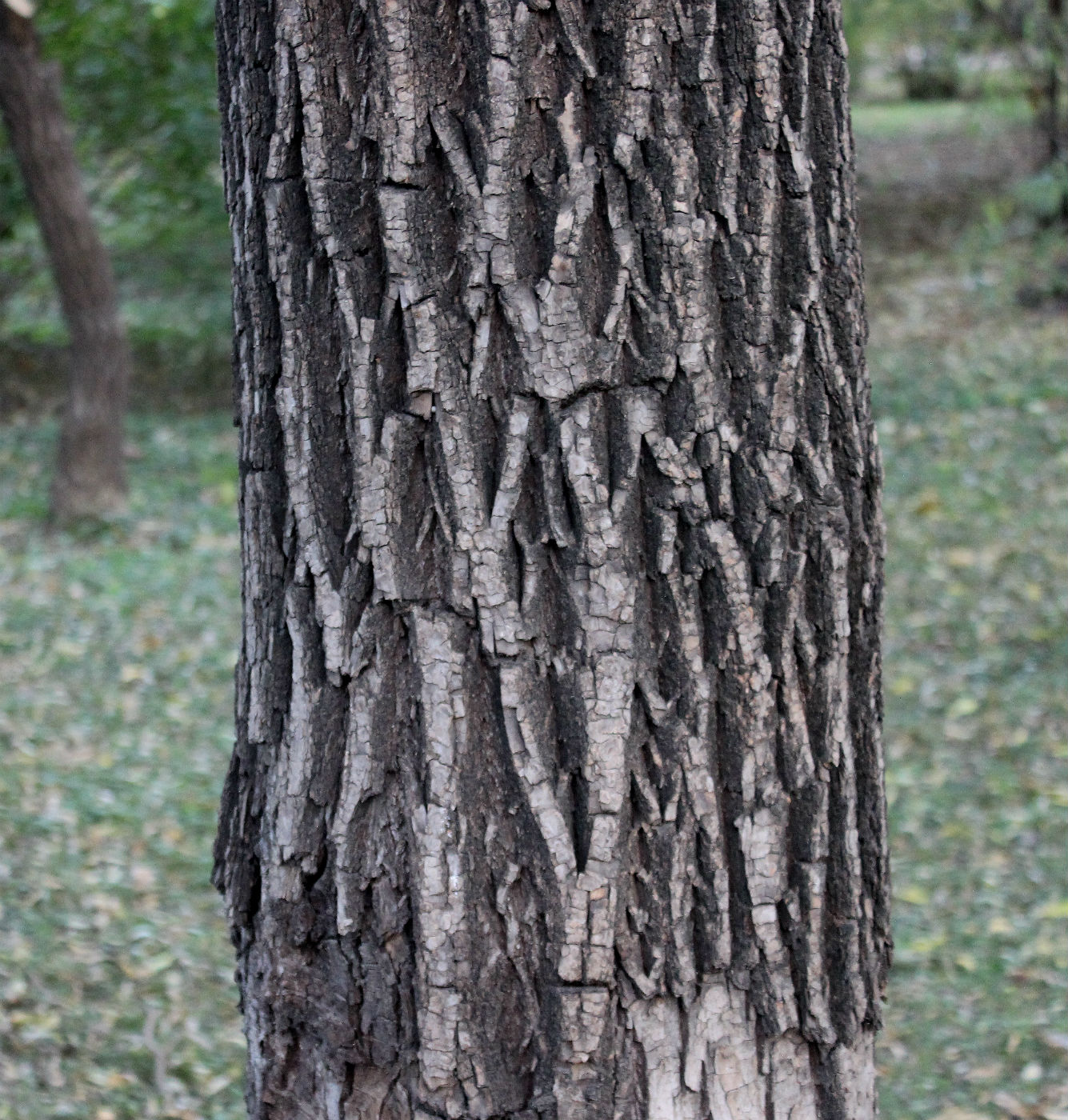 Image of Salix matsudana specimen.