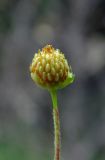 Potentilla caucasica. Зреющий плод (чашелистики удалены). Республика Адыгея, г. Майкоп, южная окраина, между р. Белая и северной оконечностью водораздельного хребта Нагиеж-Уашх, луговая низина. 02.05.2020.