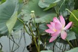 Nelumbo caspica