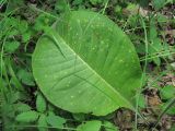 Inula helenium. Лист, поражённый ржавчинным грибом Aecidium inulae-helenii. Краснодарский край, Абинский р-н, юж. окр. ст-цы Холмская, опушка широколиственного леса. 03.06.2020.