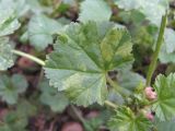 Malva pusilla