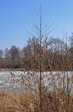 Alnus glutinosa. Цветущее дерево. Московская обл., окр. г. Железнодорожный, долина р. Чёрная, берег пруда. 11.04.2021.