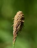 Carex pilosa