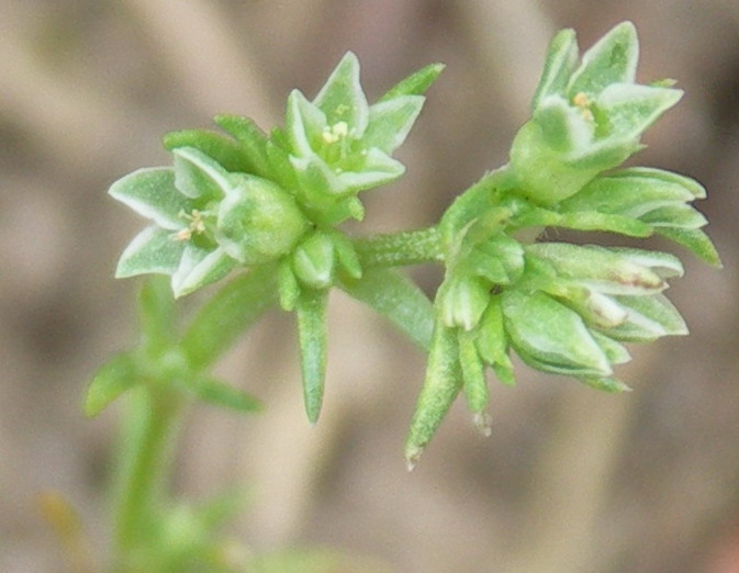 Изображение особи Scleranthus annuus.