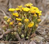 Tussilago farfara. Цветущее растение. Краснодарский край, Черноморское побережье Кавказа, м/о г. Новороссийск, окр. с. Глебовка, обочина грунтовой дороги. 26 февраля 2023 г.