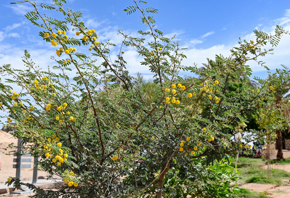 Изображение особи Vachellia nilotica.