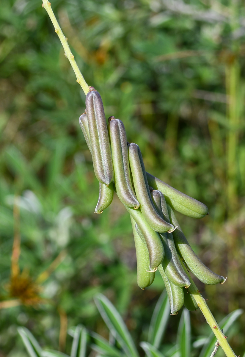 Изображение особи Crotalaria lanceolata.