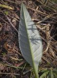 Cirsium heterophyllum