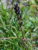 Pedicularis chamissonis. Верхушка плодоносящего растения. Курильские о-ва, о-в Итуруп, Белые скалы, луговой склон. 23.08.2023.