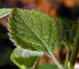 Clinopodium nepeta