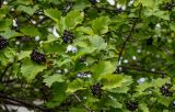 Crataegus chlorosarca. Часть ветви с соплодиями. Сахалин, г. Южно-Сахалинск, в культуре. 25.08.2023.