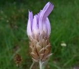 Catananche caerulea