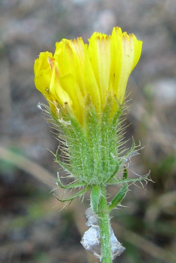 Изображение особи Crepis setosa.